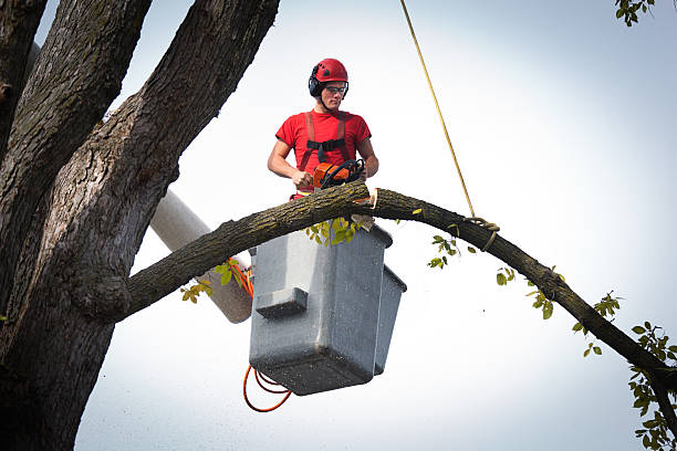 Best Tree Branch Trimming  in Laguna Hills, CA